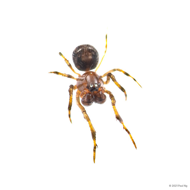 Microdipoena sp. "Spotted Minute"•&copy; Paul Ng•All Rights Reserved♂, Adult, Habitus, Dorsal