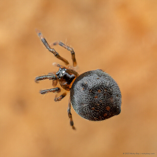 Mysmena sp. "Dark Minute"•&copy; Nicky Bay•All Rights Reserved♀, Adult, Habitus, Dorsal