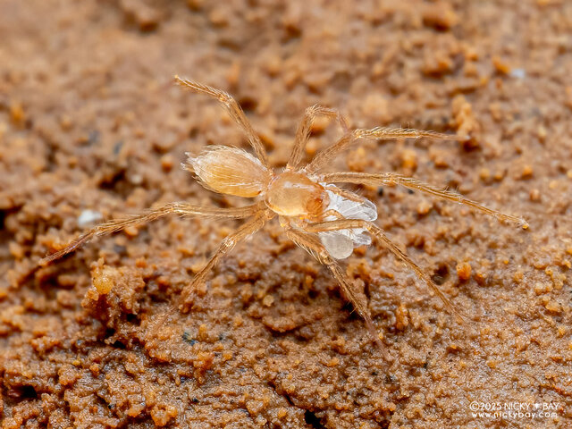 Speocera vangvieng•&copy; Nicky Bay•All Rights Reserved♀, Adult, Habitus, Dorsal, Egg(s)/Egg Sac(s)
