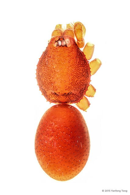 Aposphragisma salewskii•&copy; Yanfeng Tong•All Rights Reserved♂, Adult, Habitus, Dorsal