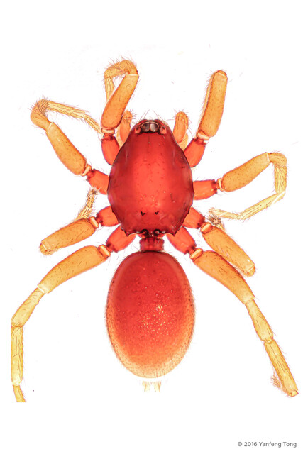 Gamasomorpha insomnia•&copy; Yanfeng Tong•All Rights Reserved♂, Adult, Habitus, Dorsal
