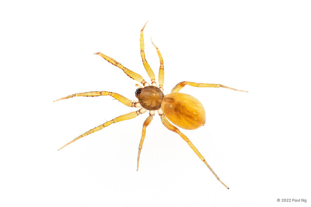 Ischnothyreus sp. "Large Black-palped"•&copy; Paul Ng•All Rights Reserved♀, Adult, Habitus, Dorsal