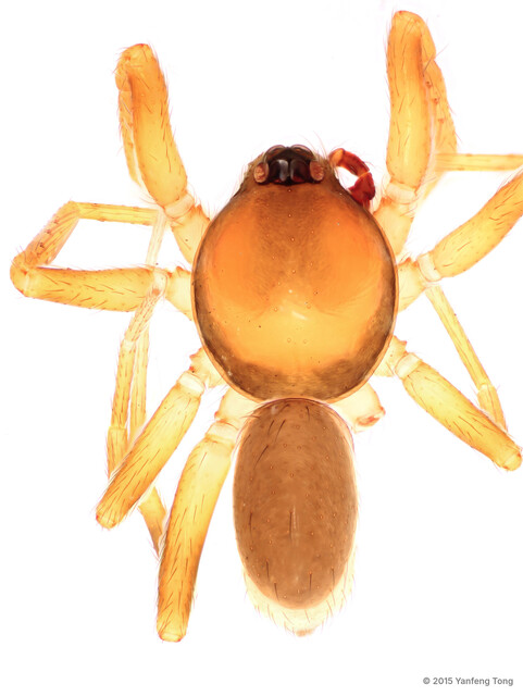 Ischnothyreus brunneus•&copy; Yanfeng Tong•All Rights Reserved♂, Adult, Habitus, Dorsal