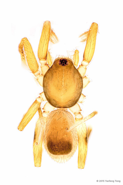 Ischnothyreus dactylinus•&copy; Yanfeng Tong•All Rights Reserved♂, Adult, Habitus, Dorsal