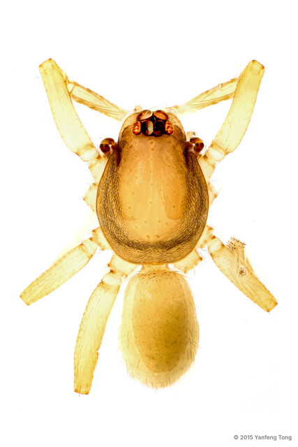 Ischnothyreus tectorius•&copy; Yanfeng Tong•All Rights Reserved♂, Adult, Habitus, Dorsal