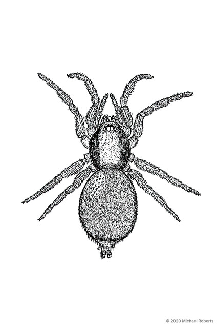 Opopaea sp. "Banded Carapace"•&copy; Michael Roberts•All Rights Reserved♀, Adult, Habitus, Dorsal