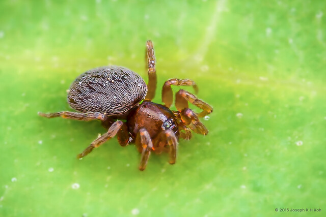 Opopaea sp. "Four-spined"•&copy; Joseph K H Koh•All Rights Reserved♀, Adult, Habitus, Dorsal