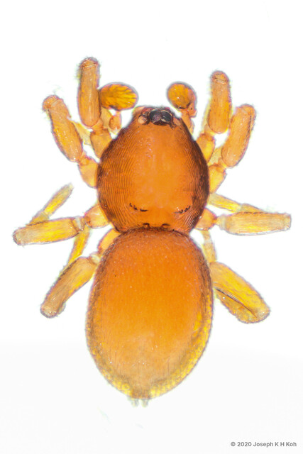 Opopaea sp. "Notched"•&copy; Joseph K H Koh•All Rights Reserved♂, Adult, Habitus, Dorsal
