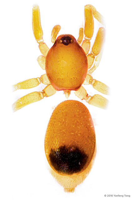 Opopaea apicalis•&copy; Yanfeng Tong•All Rights Reserved♀, Adult, Habitus, Dorsal