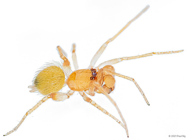 Orchestina sp. "Singapore Leaping"•&copy; Paul Ng•All Rights Reserved♀, Adult, Habitus, Dorsal