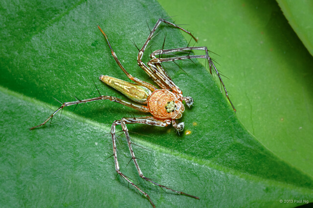 Hamadruas sp. "Green Fairy"•&copy; Paul Ng•All Rights Reserved♂, Adult, Habitus, Dorsal