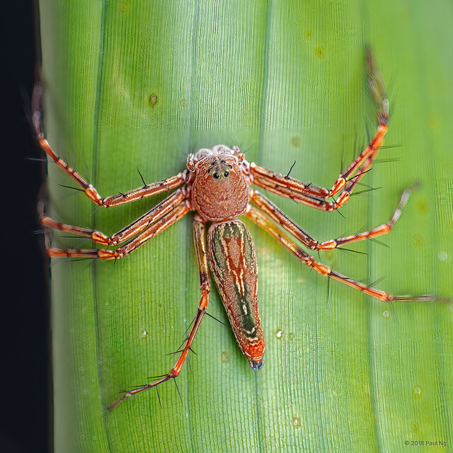 Hamadruas sp. "Jogjakarta Batik"•&copy; Paul Ng•All Rights Reserved♀, Adult, Habitus, Dorsal