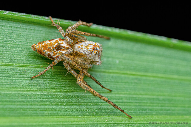 Hamataliwa sp. "Black-spotted Boxy"•&copy; Chris Ang•All Rights Reserved♀, Adult, Habitus, Dorsal