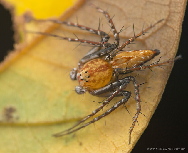 Hamataliwa floreni•&copy; Nicky Bay•All Rights Reserved♂, Adult, Habitus, Dorsal