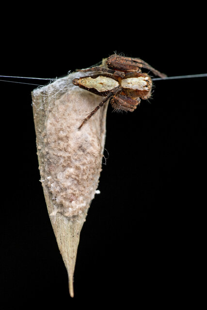 Hamataliwa incompta•&copy; Nicky Bay•All Rights Reserved♀, Adult, Habitus, Dorsal, Egg(s)/Egg Sac(s)
