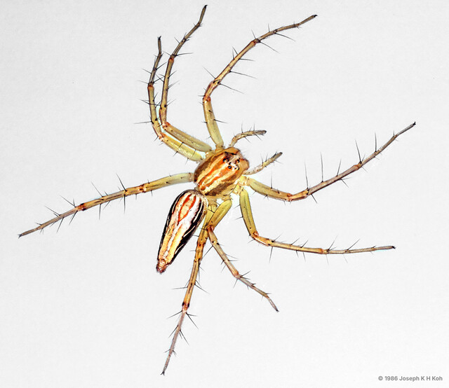 Oxyopes sp. "Boxy Epigyne"•&copy; Joseph K H Koh•All Rights Reserved♀, Adult, Habitus, Dorsal