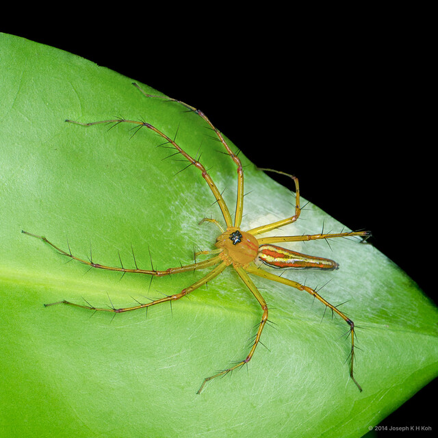 Oxyopes sp. "Mangrove"•&copy; Joseph K H Koh•All Rights Reserved♂, Adult, Habitus, Dorsal, Egg(s)/Egg Sac(s)