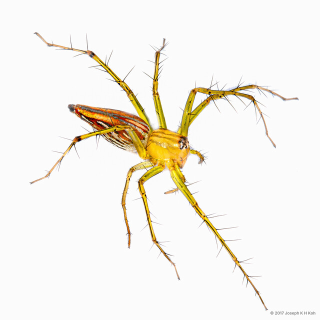 Oxyopes sp. "Swampy Grassland"•&copy; Joseph K H Koh•All Rights Reserved♀, Adult, Habitus, Lateral