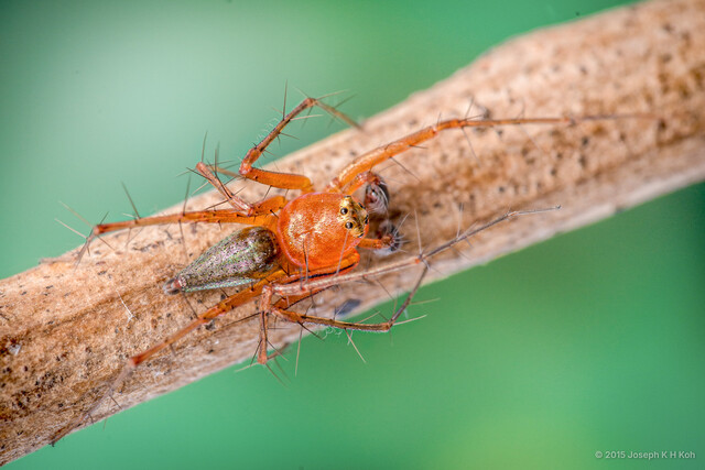 Oxyopes auratus•&copy; Joseph K H Koh•All Rights Reserved♂, Adult, Habitus, Dorsal