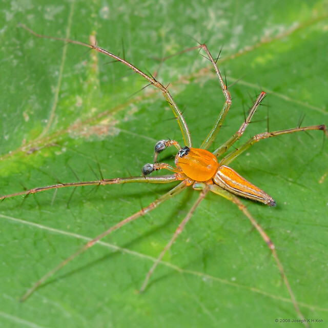 Oxyopes birmanicus•&copy; Joseph K H Koh•All Rights Reserved♂, Adult, Habitus, Dorsal