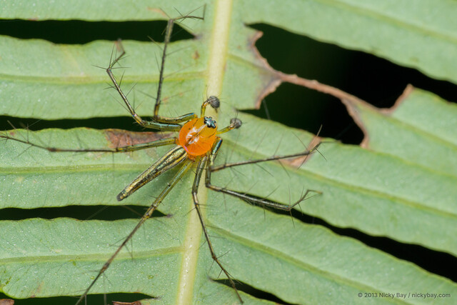 Oxyopes complicatus•&copy; Nicky Bay•All Rights Reserved♂, Adult, Habitus, Dorsal