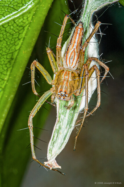 Oxyopes javanus•&copy; Joseph K H Koh•All Rights Reserved♀, Adult, Habitus, Dorsal