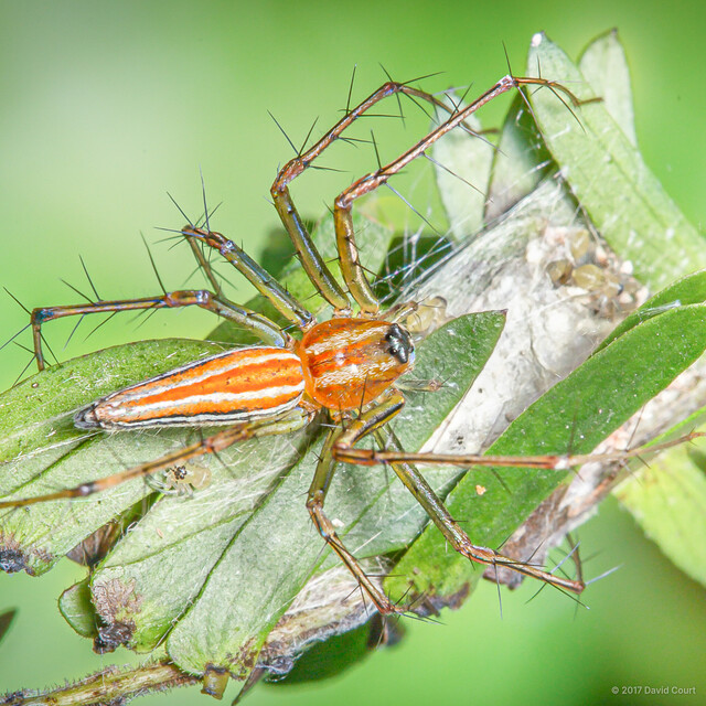 Oxyopes macilentus•&copy; David Court•All Rights Reserved♀, Adult, Habitus, Dorsal, Egg(s)/Egg Sac(s)