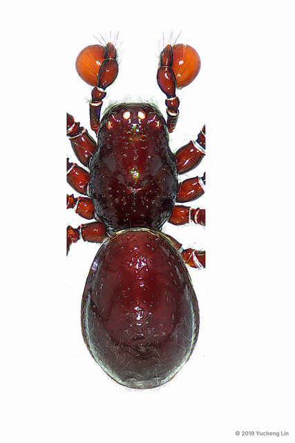 Paculla globosa•&copy; Yucheng Lin•All Rights Reserved♂, Adult, Habitus, Dorsal