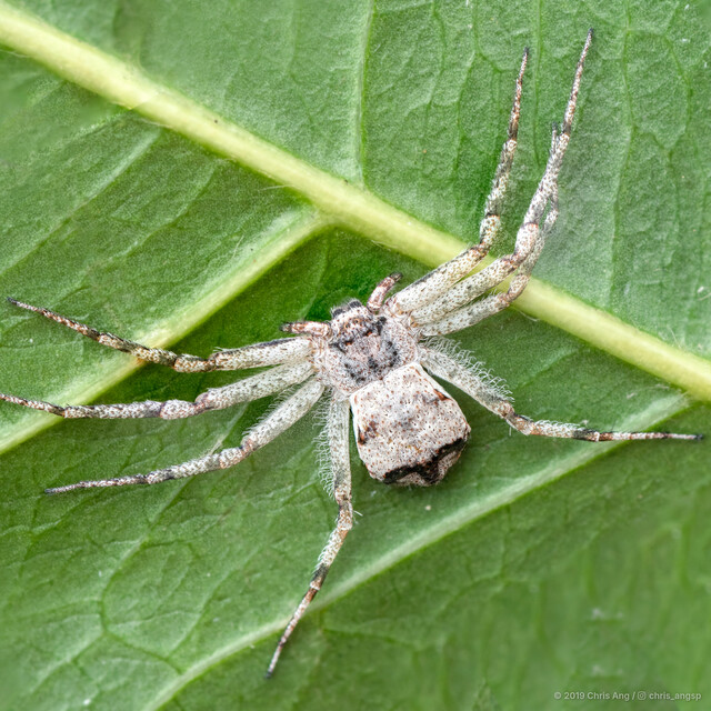 Philodromus sp. "Curly White"•&copy; Chris Ang•All Rights Reserved♀, Adult, Habitus, Dorsal