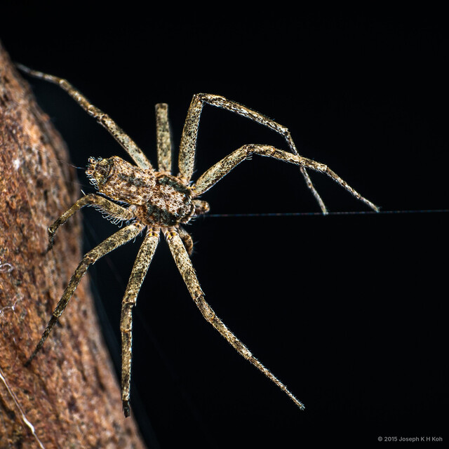 Philodromus sp. "Kaleidoscope"•&copy; Joseph K H Koh•All Rights Reserved♂, Adult, Habitus, Dorsal
