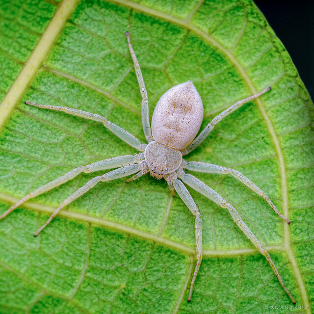 Philodromus sp. "Rotund White"•&copy; Joseph K H Koh•All Rights Reserved♀, Adult, Habitus, Dorsal