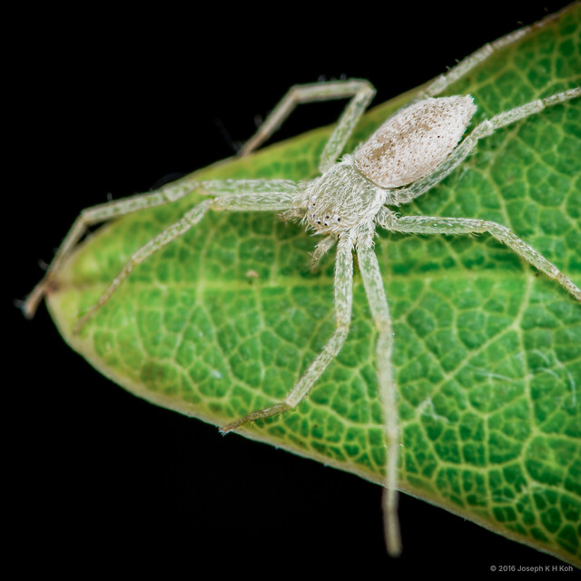 Philodromus sp. "Slender White"•&copy; Joseph K H Koh•All Rights Reserved♂, Adult, Habitus, Dorsal