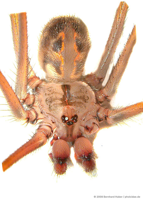 Artema atlanta•&copy; Bernhard Huber•All Rights Reserved♀, Adult, Habitus, Dorsal, Eyes