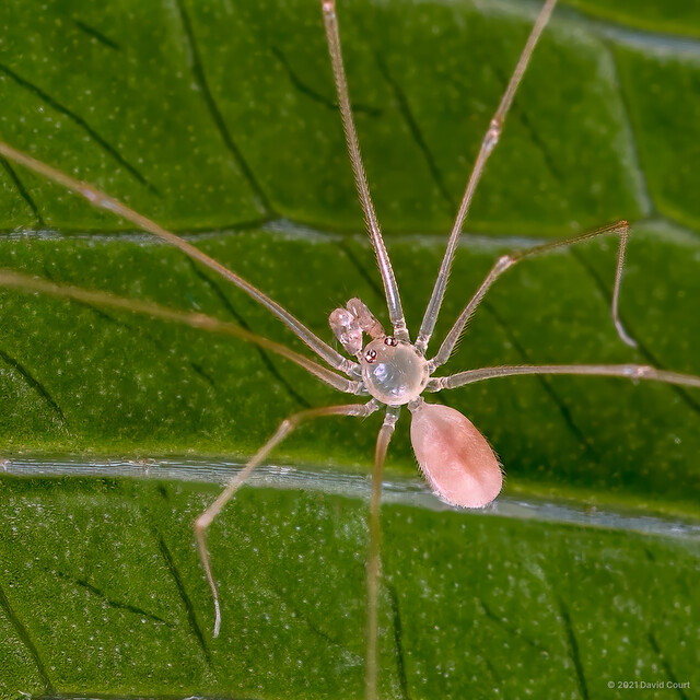 Belisana sp. "Curved-tusked Leaf"•&copy; David Court•All Rights Reserved♂, Adult, Habitus, Dorsal
