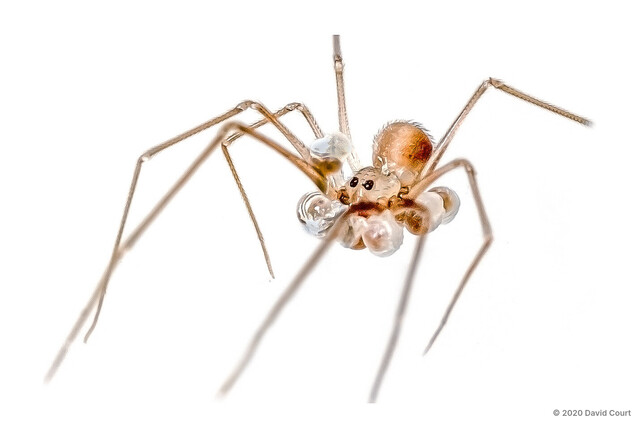 Belisana sp. "Household Tiny"•&copy; David Court•All Rights Reserved♂, Adult, Habitus, Dorsal, Egg(s)/Egg Sac(s)