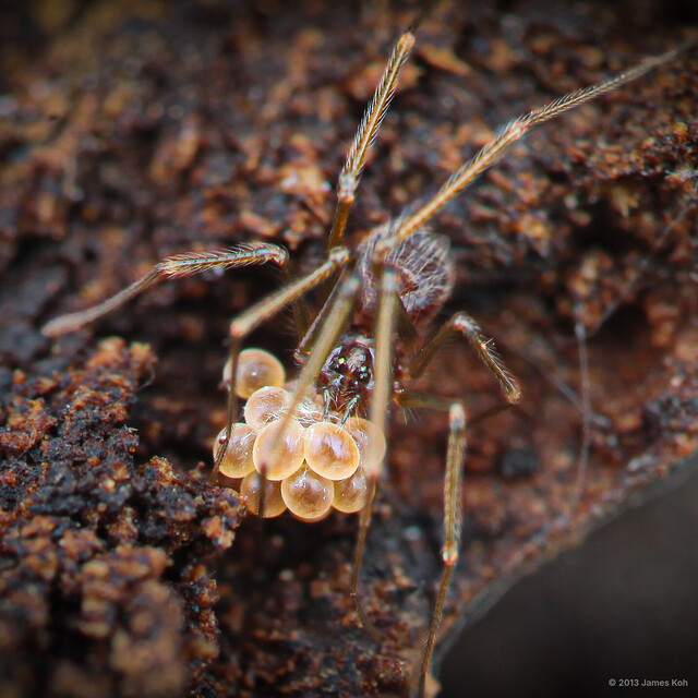 Belisana sp. "Purple"•&copy; James Koh•All Rights Reserved♀, Adult, Habitus, Dorsal, Egg(s)/Egg Sac(s)