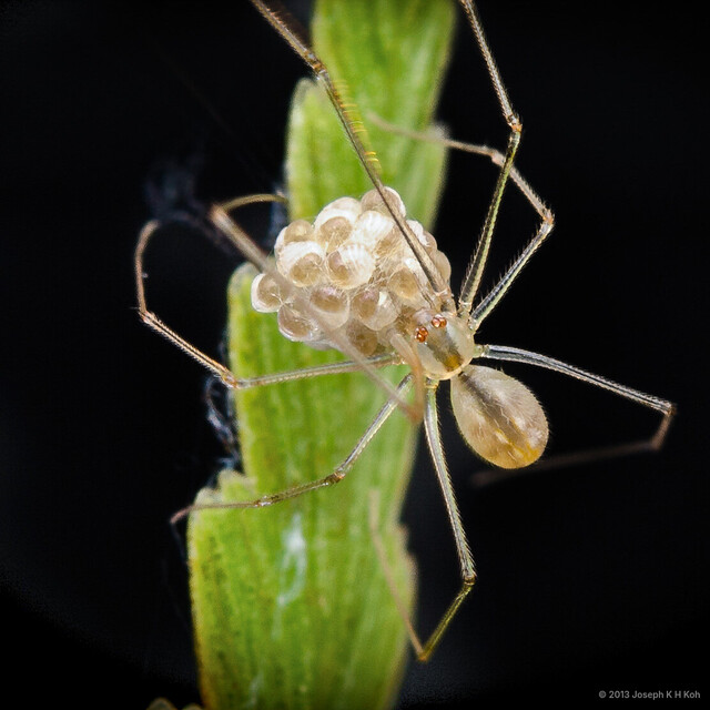 Belisana sp. "Red-eyed"•&copy; Joseph K H Koh•All Rights Reserved♀, Adult, Habitus, Dorsal, Egg(s)/Egg Sac(s)