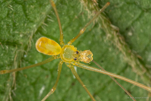 Belisana sp. "Red-patched"•&copy; Joseph K H Koh•All Rights Reserved♂, Adult, Habitus, Dorsal
