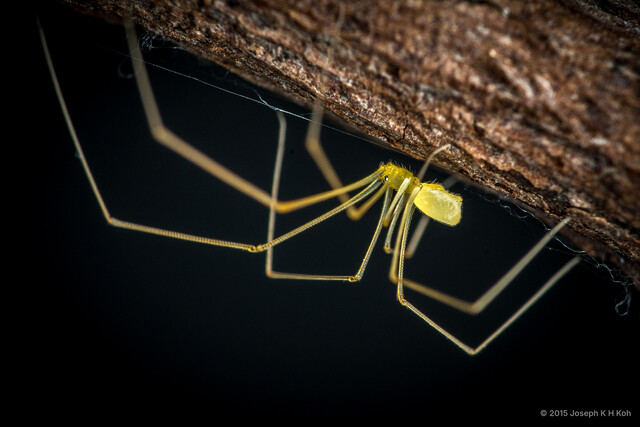 Belisana sp. "Truncated Yellow"•&copy; Joseph K H Koh•All Rights Reserved♀, Adult, Habitus, Lateral