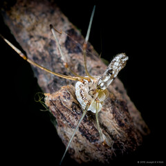 Cantikus sabah (Huber, 2011)