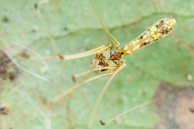 Cantikus ubin•&copy; Nicky Bay•All Rights Reserved♂, Adult, Habitus, Dorsal