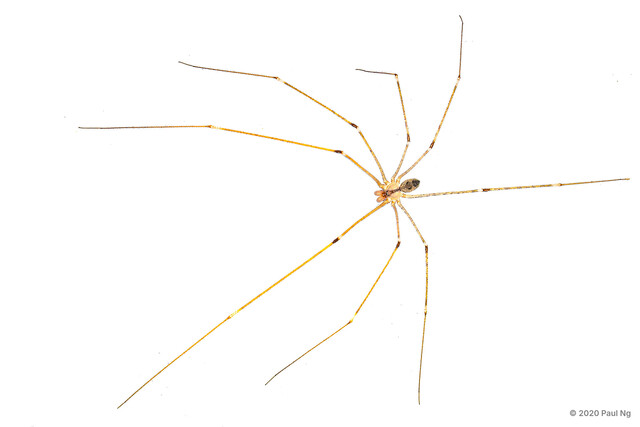 Crossopriza lyoni•&copy; Paul Ng•All Rights Reserved♂, Adult, Habitus, Dorsal