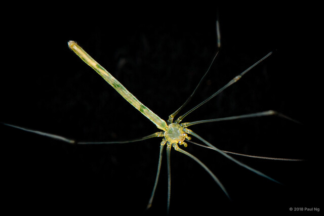 Leptopholcus borneensis•&copy; Paul Ng•All Rights Reserved♂, Adult, Habitus, Dorsal