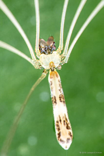 Leptopholcus podophthalmus•&copy; Joseph K H Koh•All Rights Reserved♂, Adult, Habitus, Dorsal