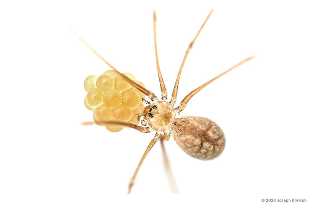 Micropholcus fauroti•&copy; Joseph K H Koh•All Rights Reserved♀, Adult, Habitus, Dorsal, Egg(s)/Egg Sac(s)