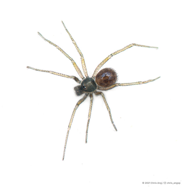 Ninetis sp. "Short-legged House"•&copy; Chris Ang•All Rights Reserved♂, Adult, Habitus, Dorsal