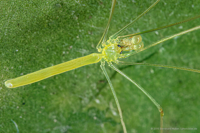 Nipisa anai•&copy; Bernhard Huber•All Rights Reserved♂, Adult, Habitus, Dorsal