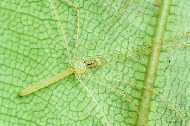 Nipisa phyllicola•&copy; James Koh•All Rights Reserved♂, Adult, Habitus, Dorsal