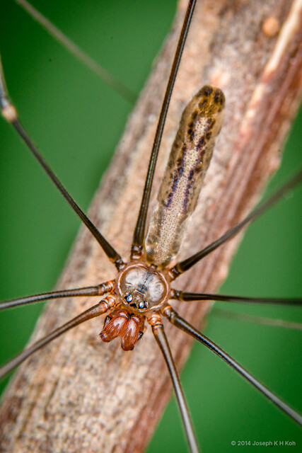 Pholcus gracillimus•&copy; Joseph K H Koh•All Rights Reserved♂, Adult, Habitus, Dorsal