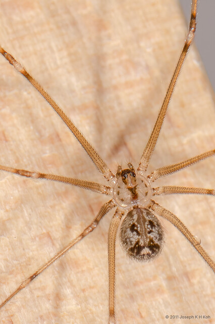 Physocyclus globosus•&copy; Joseph K H Koh•All Rights Reserved♀, Adult, Habitus, Dorsal